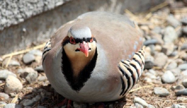 Vand potarnici de stanca