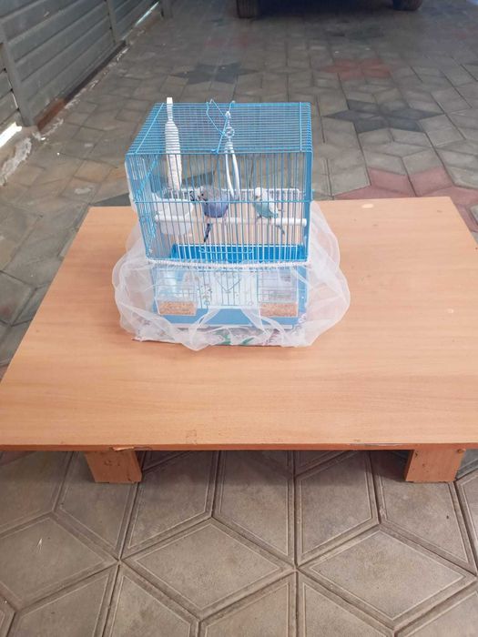 Попугай, пара, с клеткой, продам