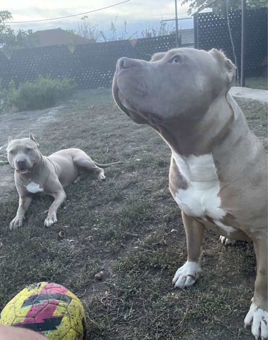 Американски питбули