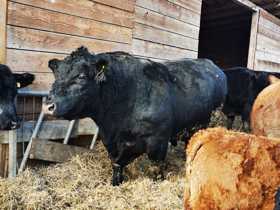 Taur reproducție angus