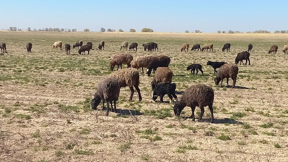 Қозлы қой сатылады