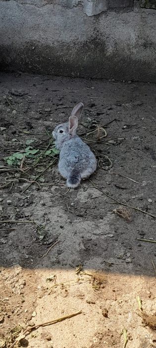 Vând iepuri femele și masculi