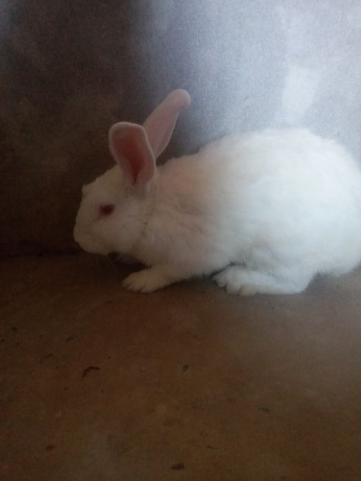 Quyonlar sotiladi srocna