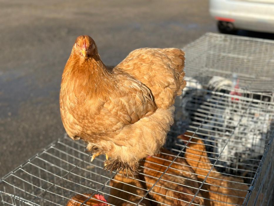 De vânzare gaini cochinchina urias galben