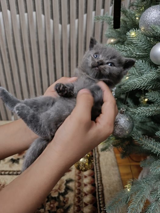 Продам котят британцев