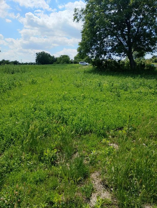 TEREN la 19 km distanta de Botoșani, comuna NICȘENI intravilan, jud. Botosani - View 6