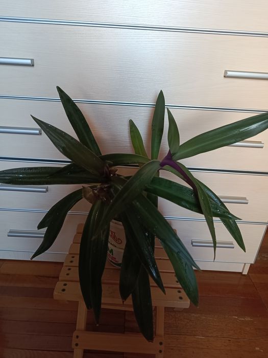 Рэо большой цена 60 тыс