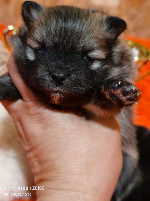 Очаровательные щенки шпица.