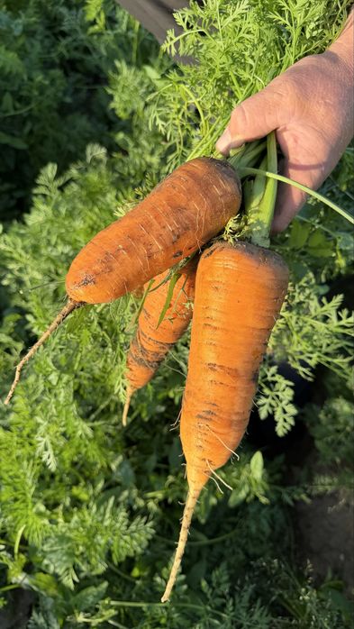 Продам морковь свежий урожай
