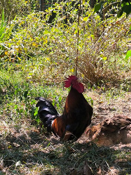Cocoș de vânzare