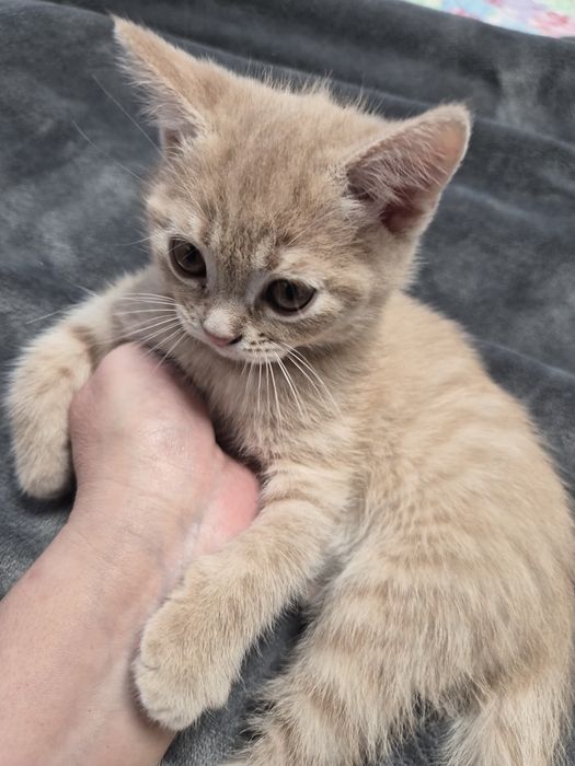 Британско мъжко коте