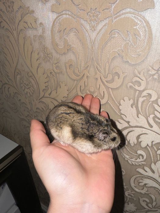 джунгарский хомяк с клеткой