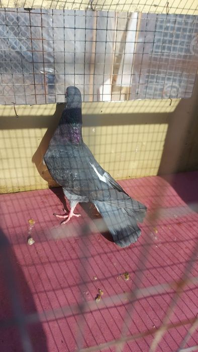 Голуби широкохвостые