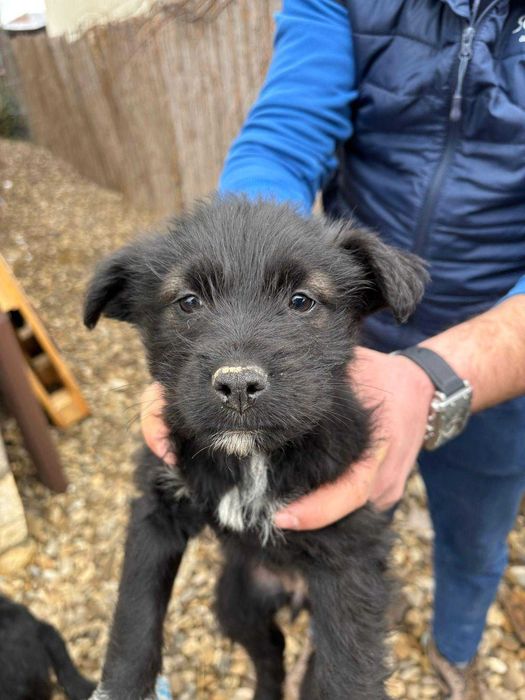 Catelusa si pui de catel spre adoptie