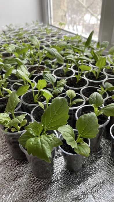 БРОНЬ НА АСТРЫ. смесь 4-х сортов