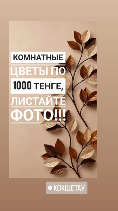 Комнатные цветы в ассортименте