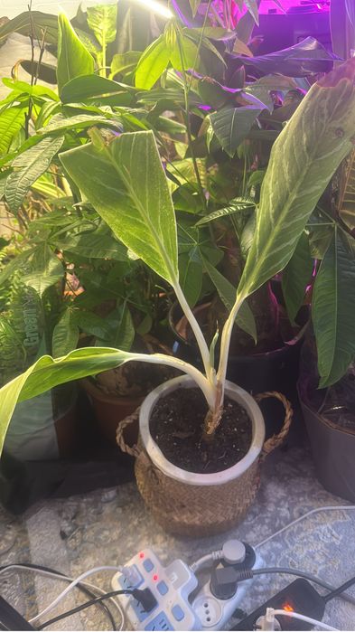 Фиалки по  500 тг