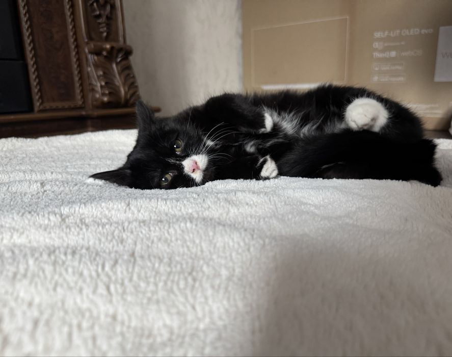 Дарю кошечку.