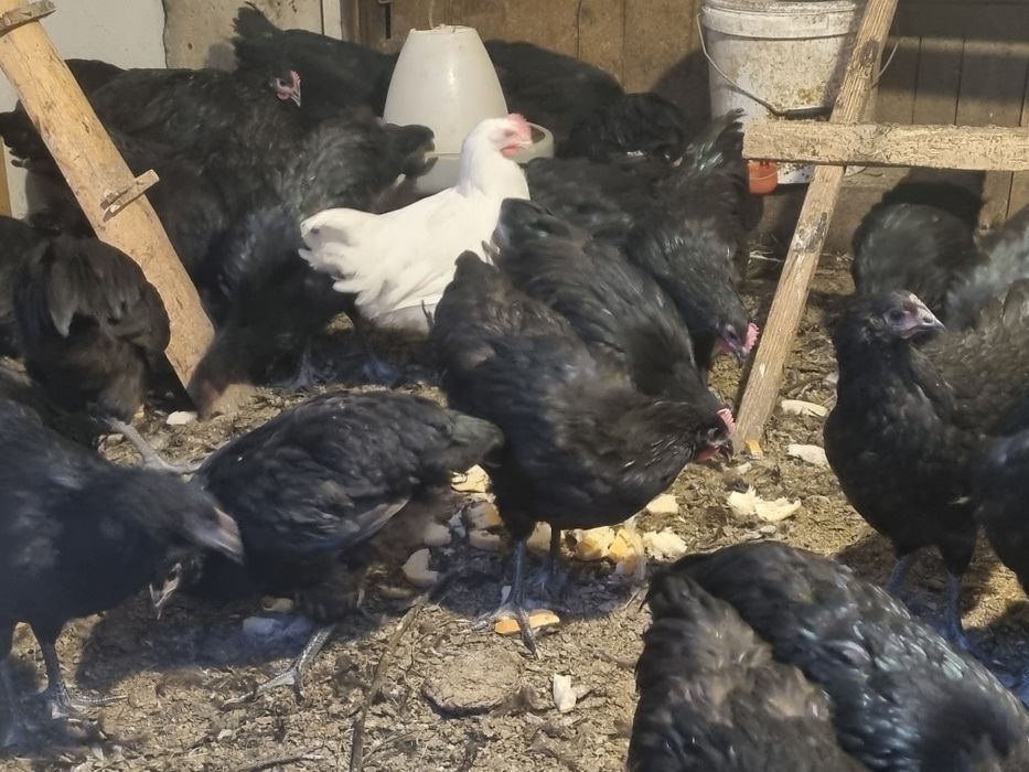 Australorp asustrolop