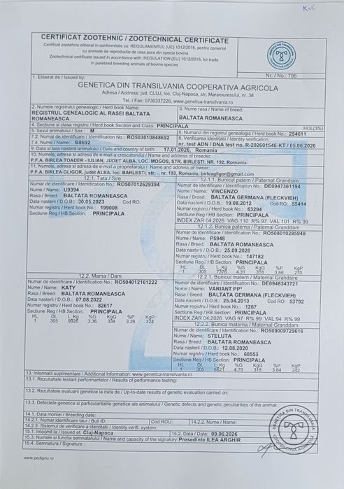 Vând tauri cu certificat de origine