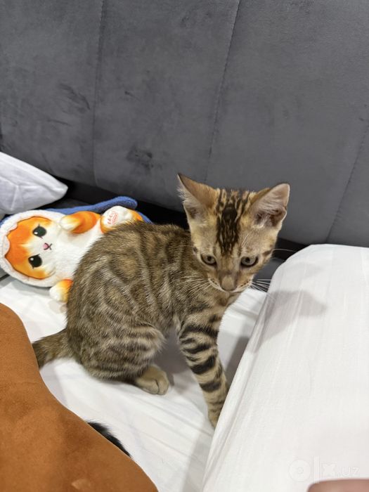 котенок  бенгал