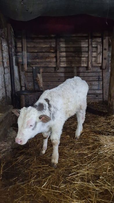 Vând vițel belgian