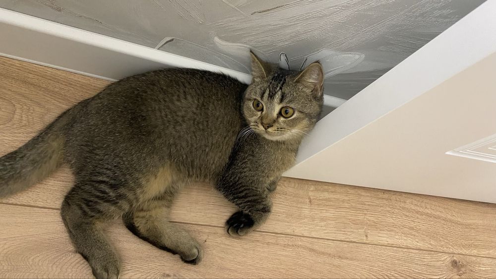 ПРОДАЕТСЯ Британский Кот