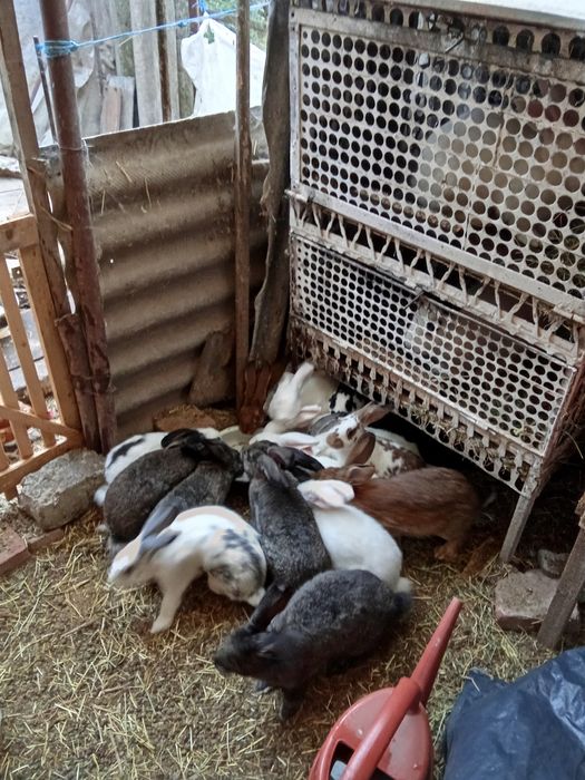 Iepuri de vânzare vîrsta de la  2-3luni 30 lei   9-10 luni   100 lei