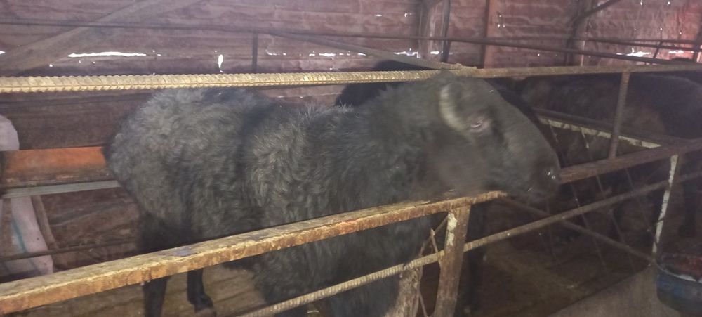 Qo'chqorlar  sotiladi