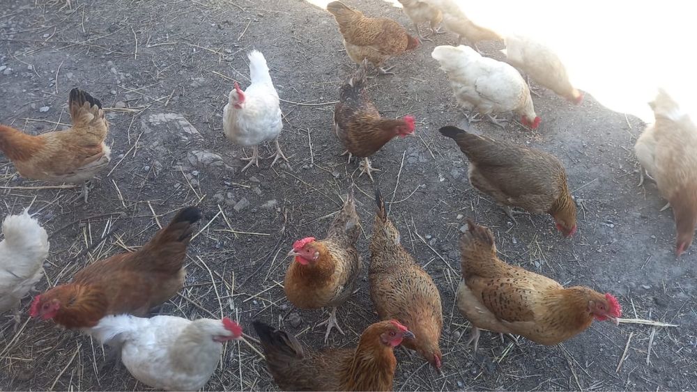 Продам домашних курей