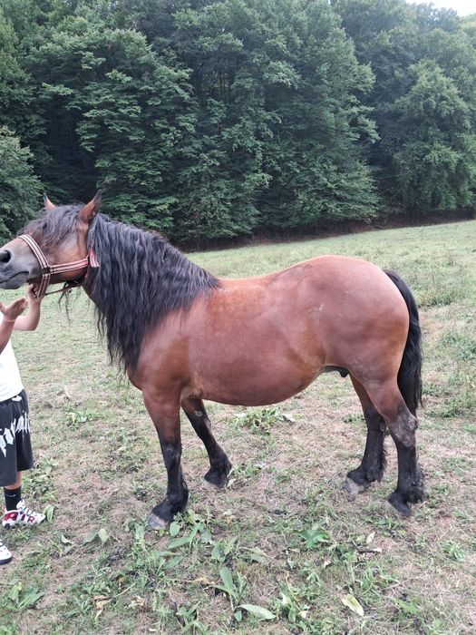 Vand manz in mai face doi ani