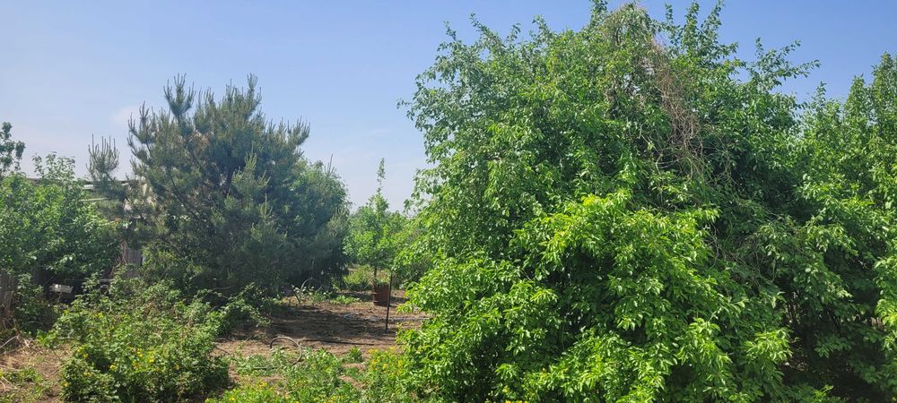 Прода Дачу, Павлодар