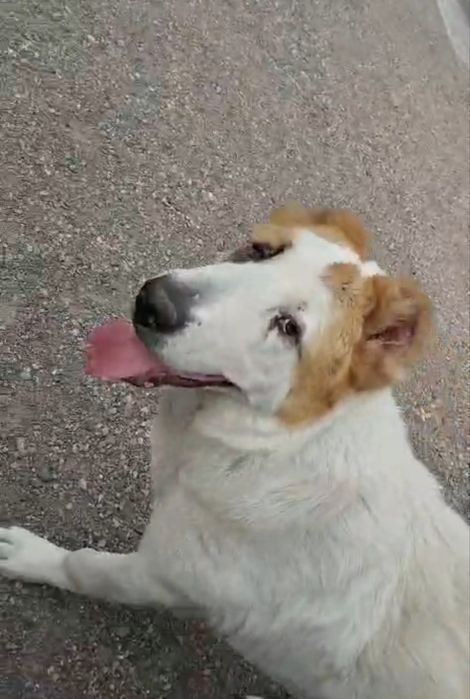 Тайсон  собака Тайсон