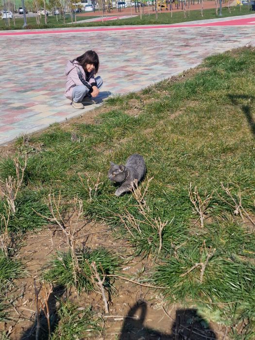 Манчкин мальчик Грей