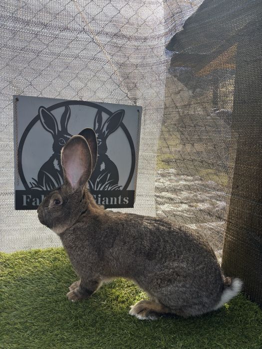 Mascul Urias German Gri Tatuat