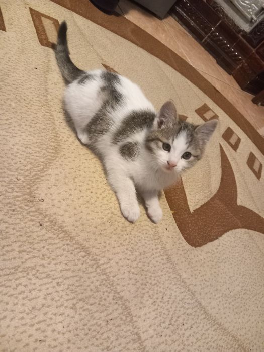 Adopție pisici (gratis)