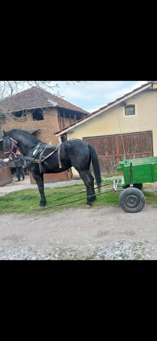 Фрезииски ждребец