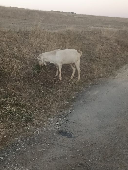 Țap ango-nubian de prăsilă