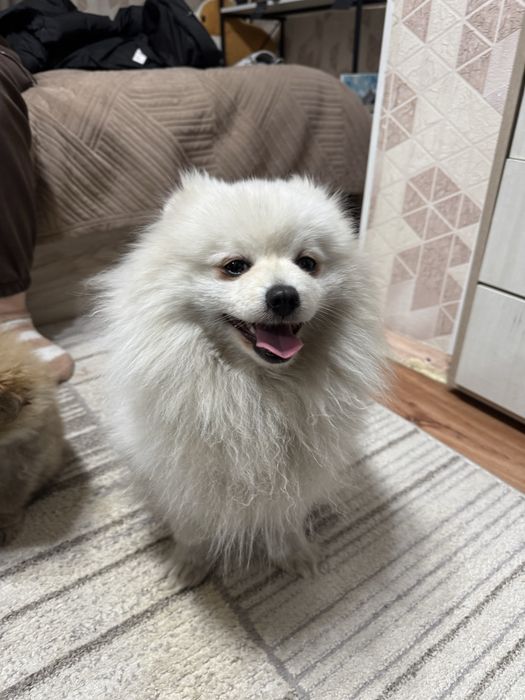 Потерян шпиц, срочно!!