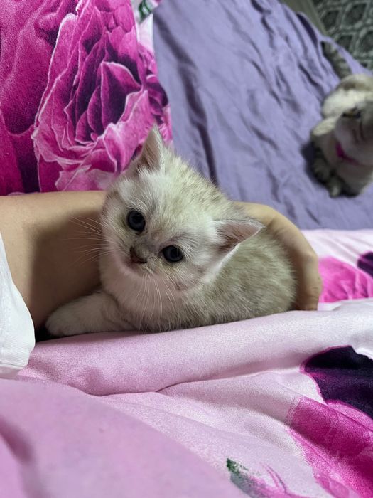 Продаются Британские котята