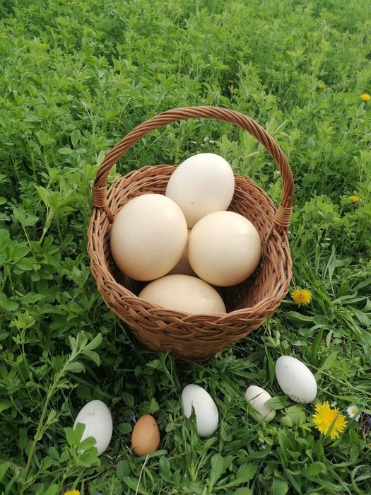 Ouă de struț de vînzare și pui de vînzare