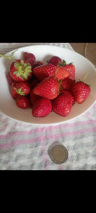 Ягоди разсад сорт Азия 1 лв