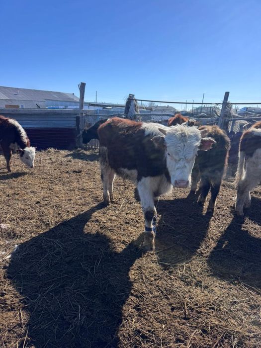 Бұқалар сатылады.