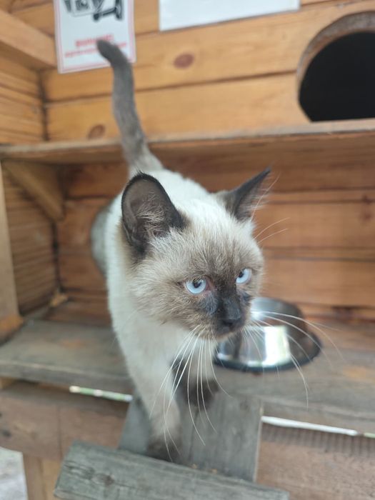 Котёнок даром в хорошие руки. Котёнок Гаф.