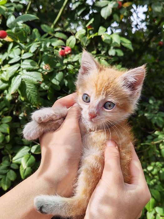 Отдам котёнка мальчика