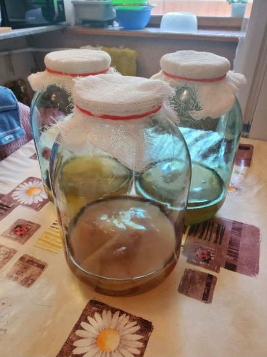 Чайный гриб, комбуча