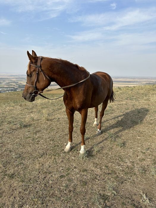 Арабская чистокровная