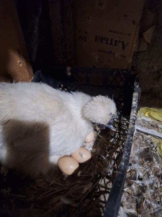 Курицы петух на продажу