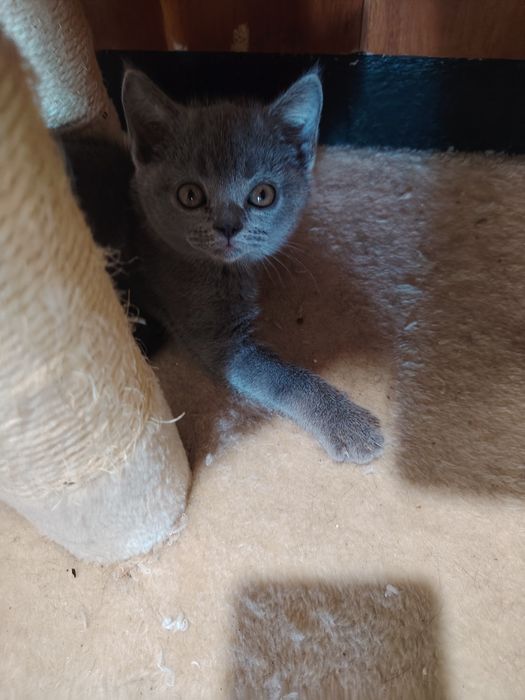 Британски котки 3 броя
