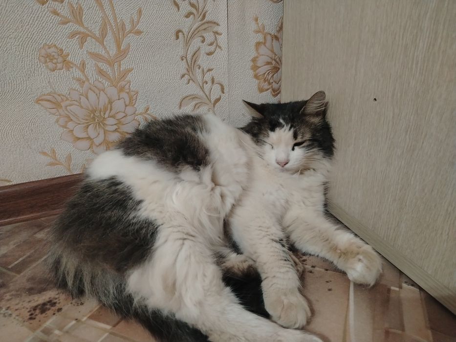 Пропал кот на улице